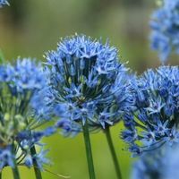 Allium caeruleum Photo: Nijssen